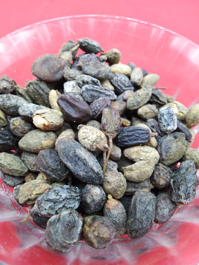 Nimboli (Neem Seeds)